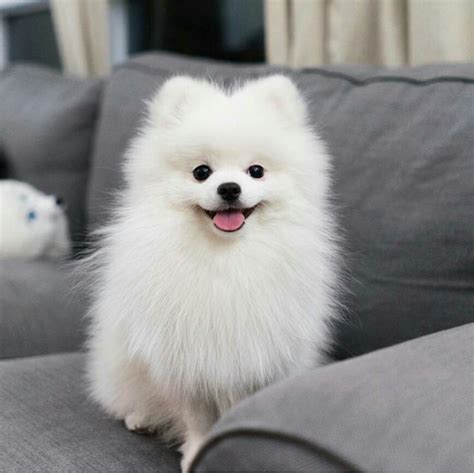 lulu da pomerania filhote.